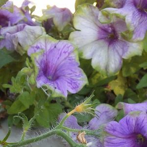 Meet your Posher, Bobbie